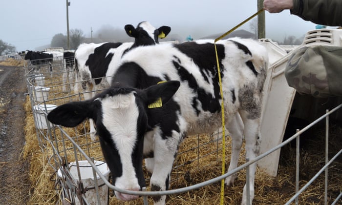 Things to Know Before Owning a Dairy Farm